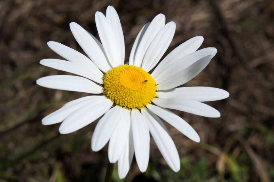 Blooming plant spring
