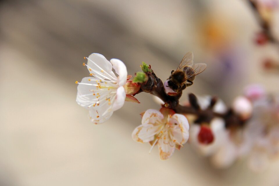 Cherry nature tree photo