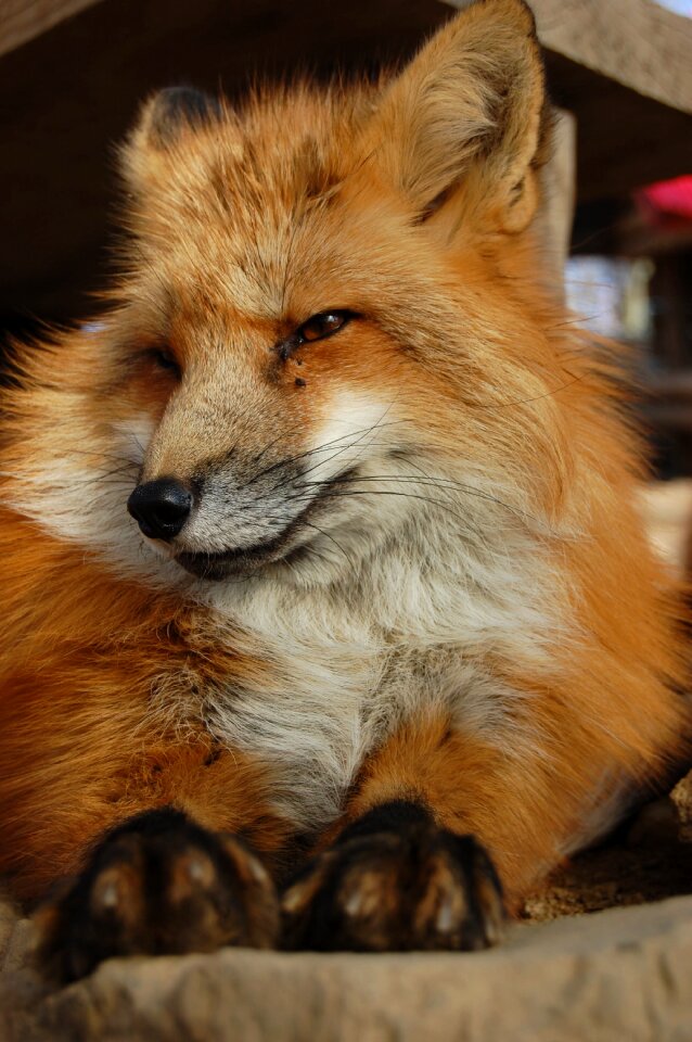 犬科 animal fox