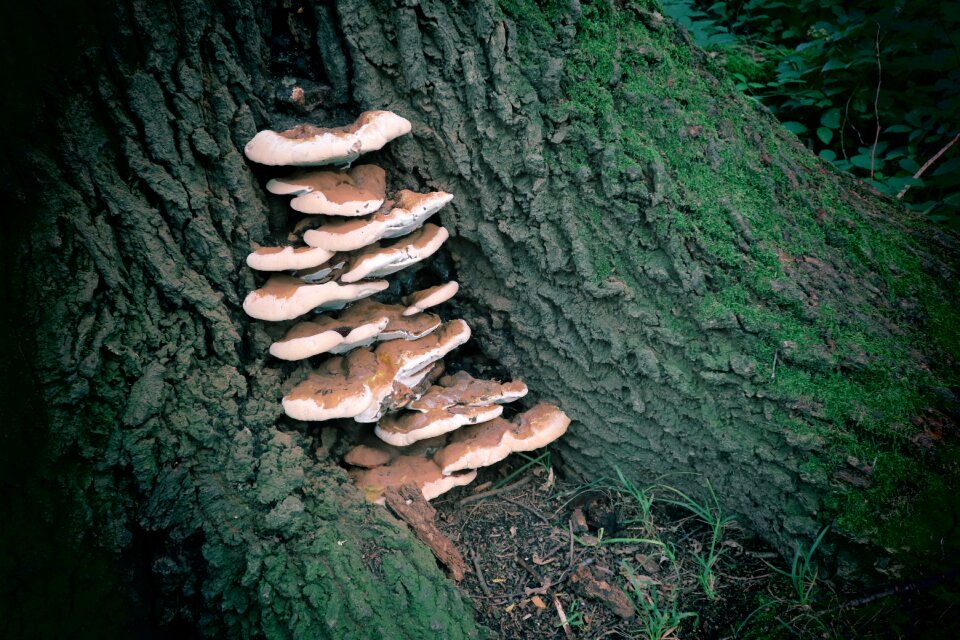 Tree mushrooms nature