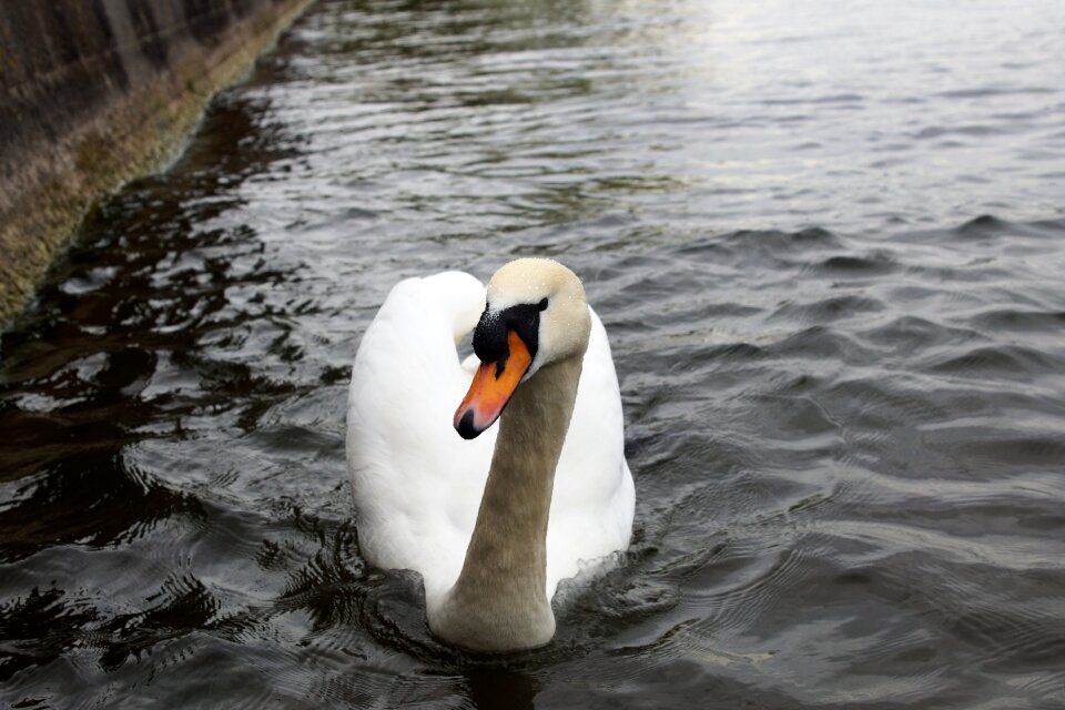 Swan nature bird