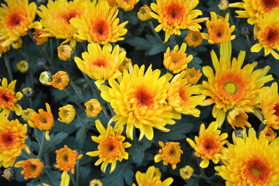 Massive pot offer petals