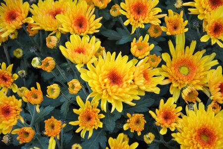 Massive pot offer petals