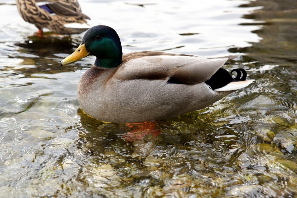 Duck water lake
