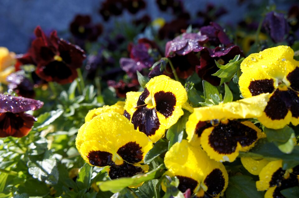 Blooming plant spring