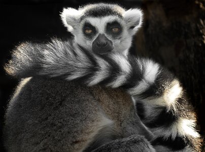 Eyes animal lemur photo