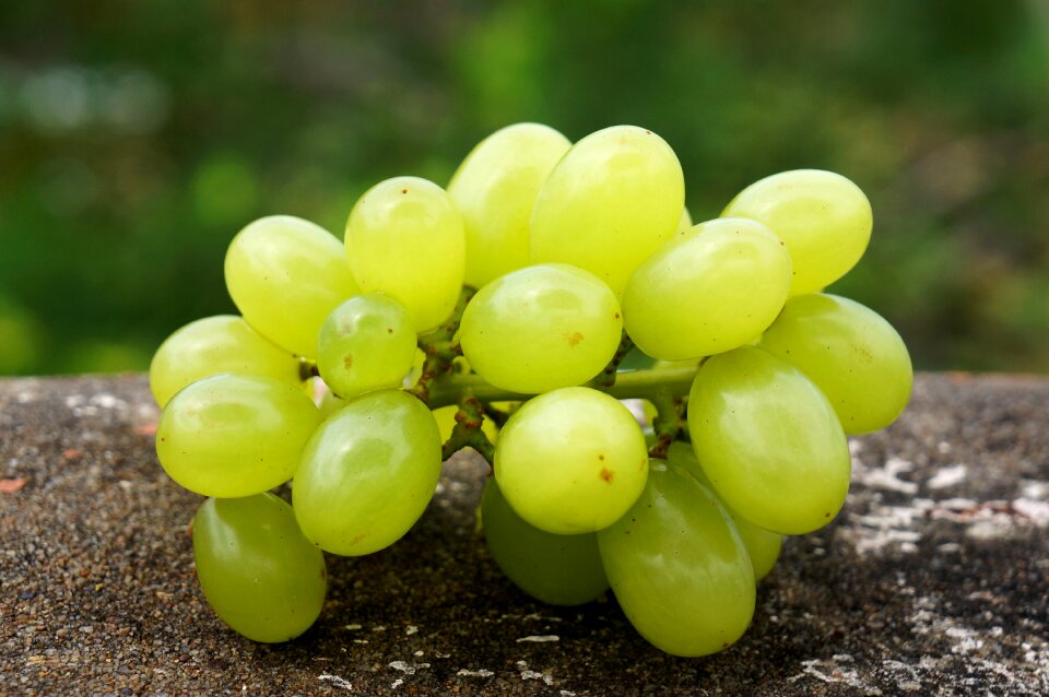 Food green grapes in ninh thuan vietnam