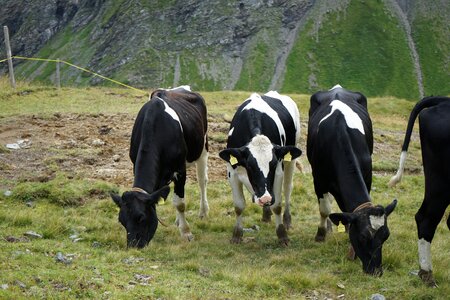 Cow animals forest