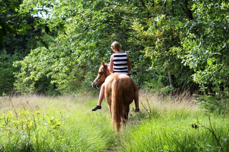 Fox horses pasture