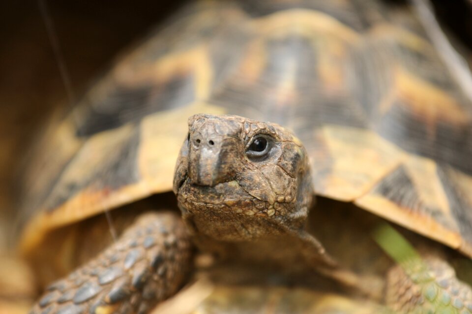 Reptile animal tortoise shell