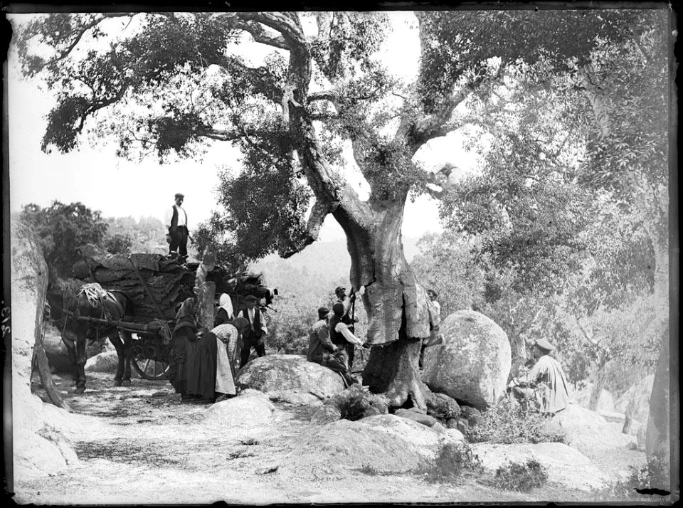 Grup de persones traient l'escorça d'una surera al bosc de Guinart