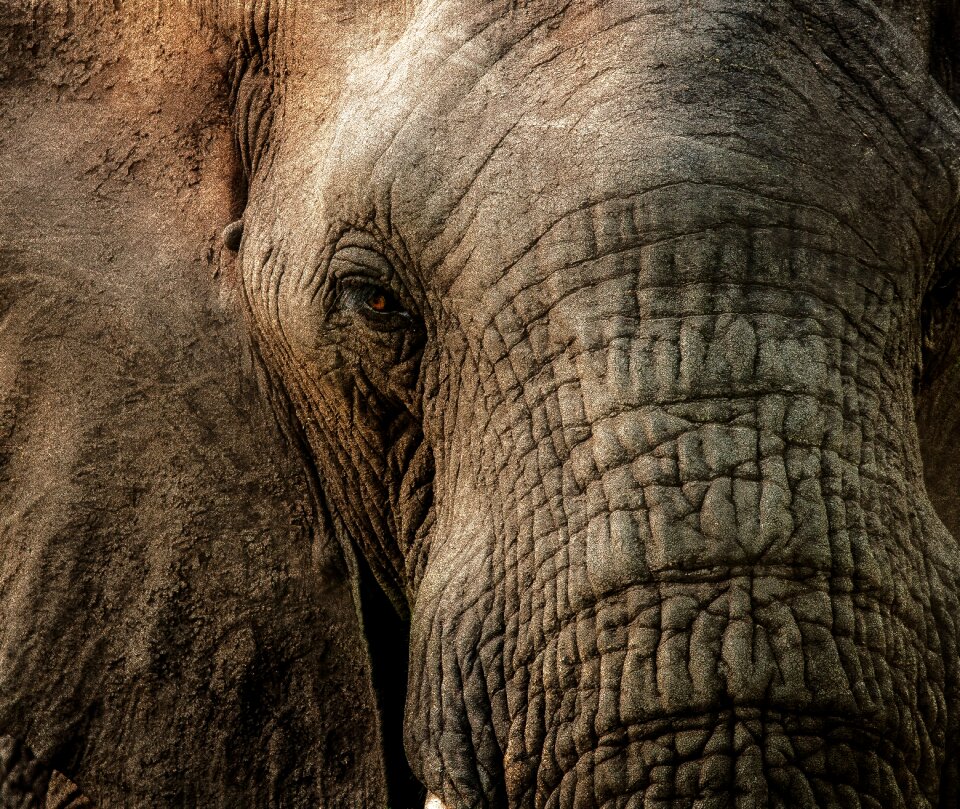 Wrinkles eye animal