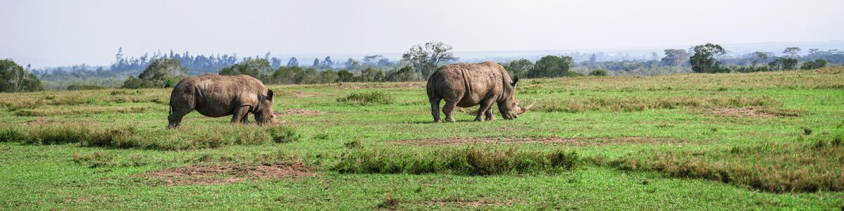 Eat savannah white rhino photo