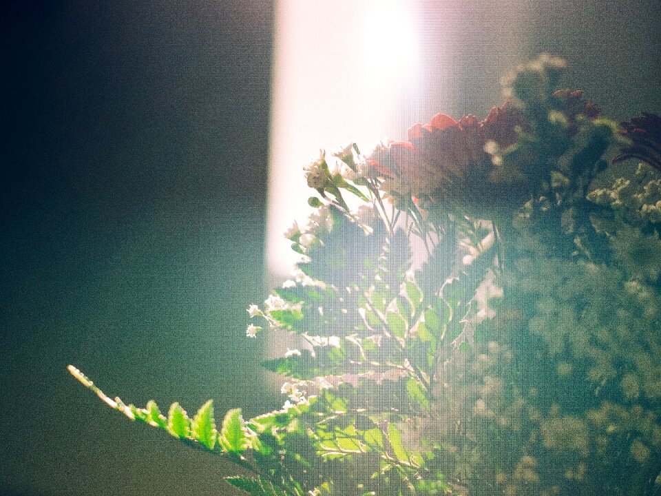 Flower artificial sunlight