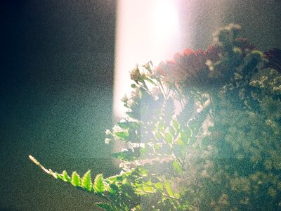 Flower artificial sunlight