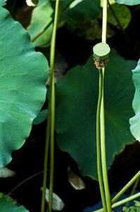 Lotus lotus leaf green