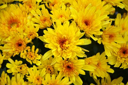 Massive pot offer petals