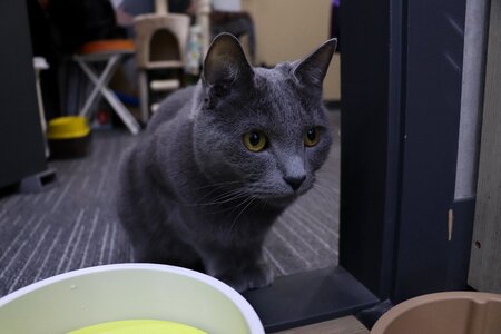 Animal cat a brooks