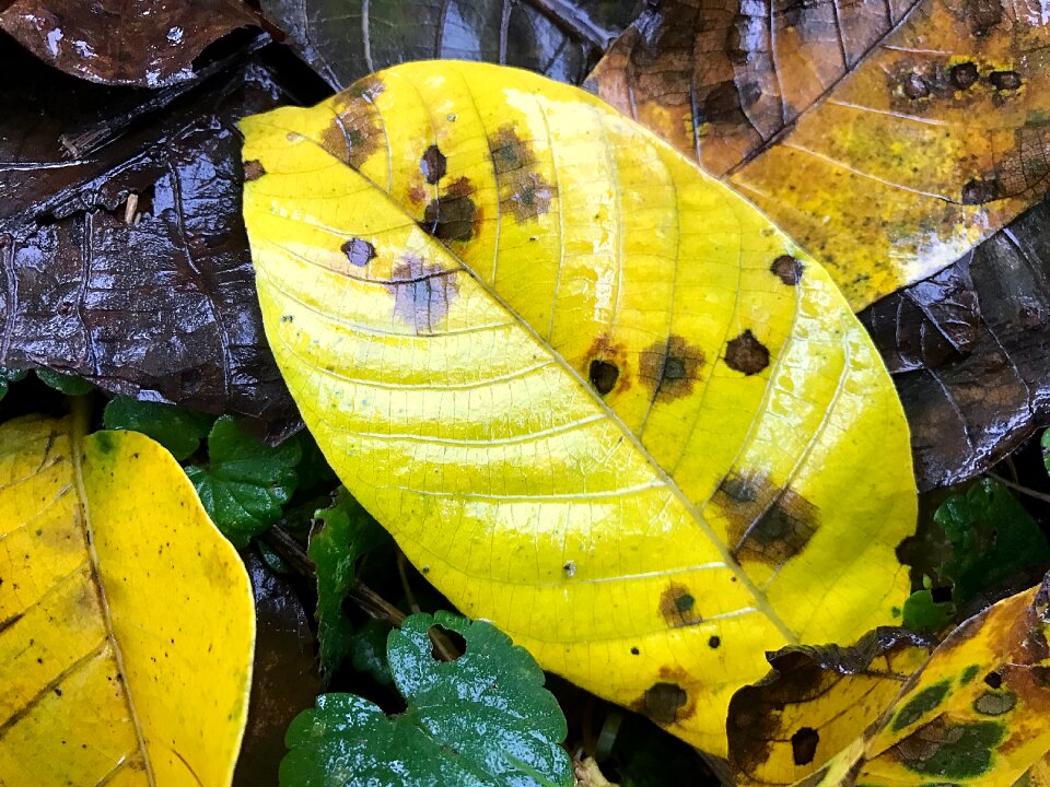 Fall foliage transience discoloration