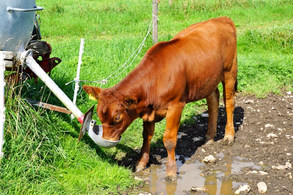 Food beef agriculture photo