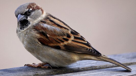 Nature animal sperling photo