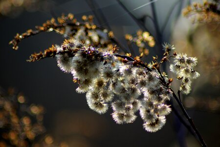 Spring macro icy