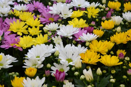 Flowers nature massive pot offer