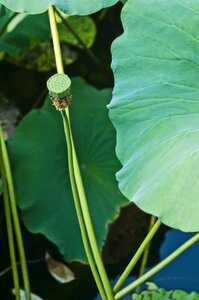 Lotus lotus leaf seeds