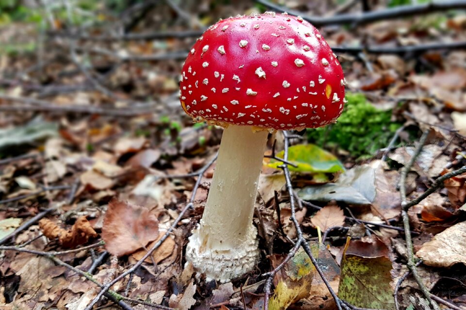 Nature forest autumn