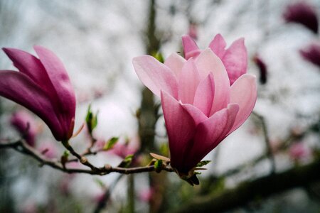 Bloom garden plant