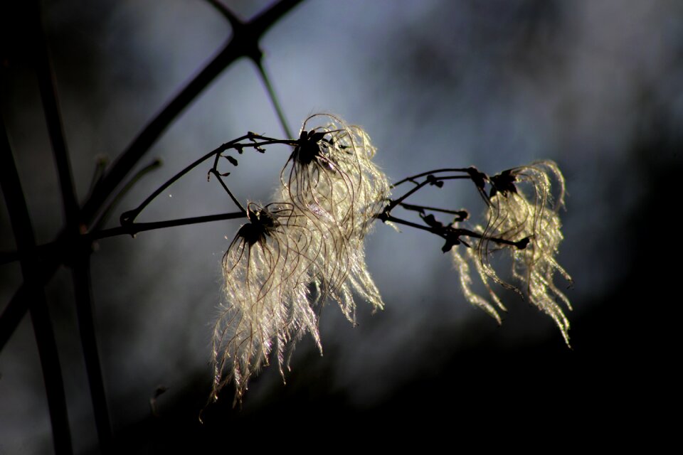 Clematis macro plant