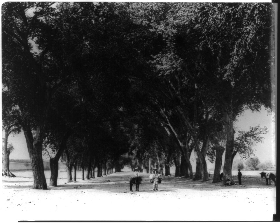 Guadalupe Ave., Chihuahua, Mexico LCCN2016652703