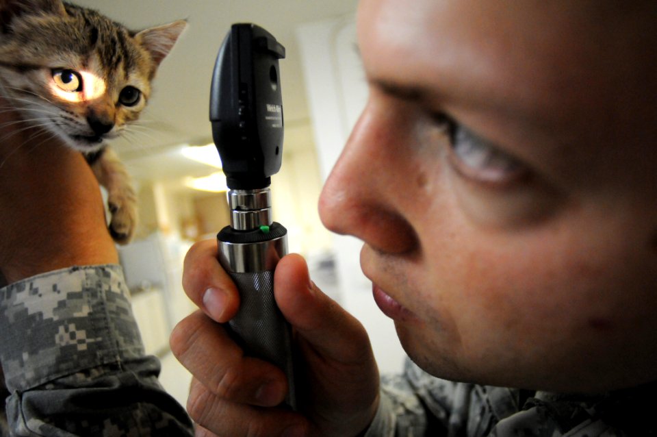 Guantanamo Veterinary Care DVIDS299638