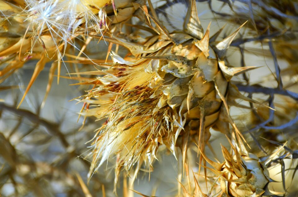 Prickly nature close up