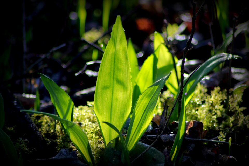 Growth fresh spring