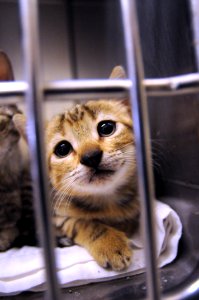 Guantanamo Veterinary Care DVIDS299639