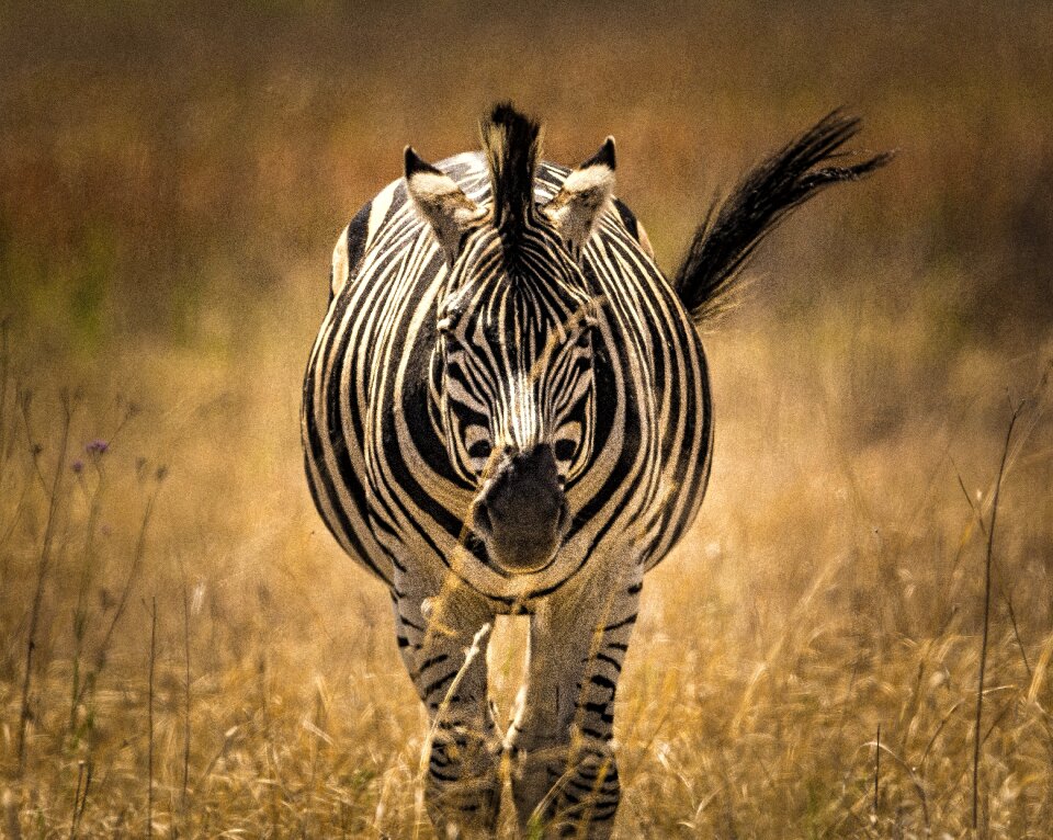 Stripes tail brown closed