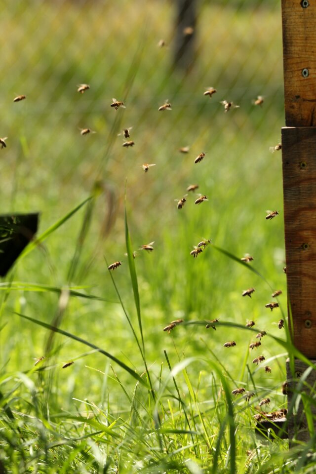 Honey bees honey insect