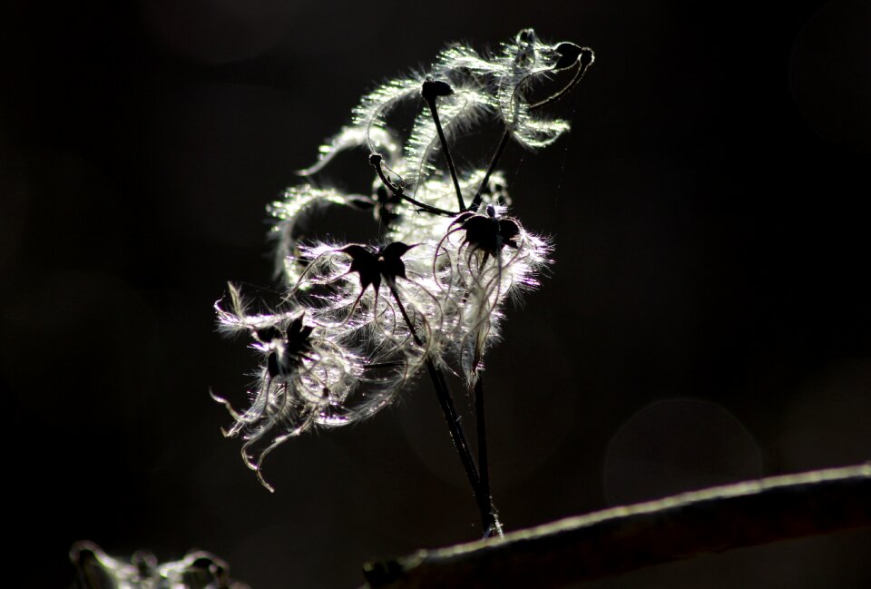 Sunlight tender macro