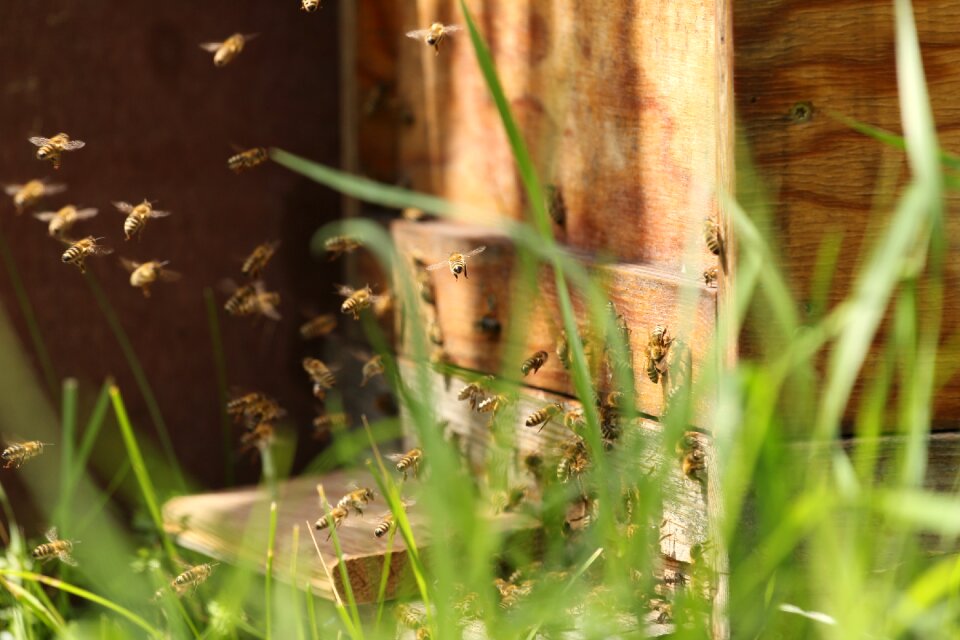 Close up nature collect