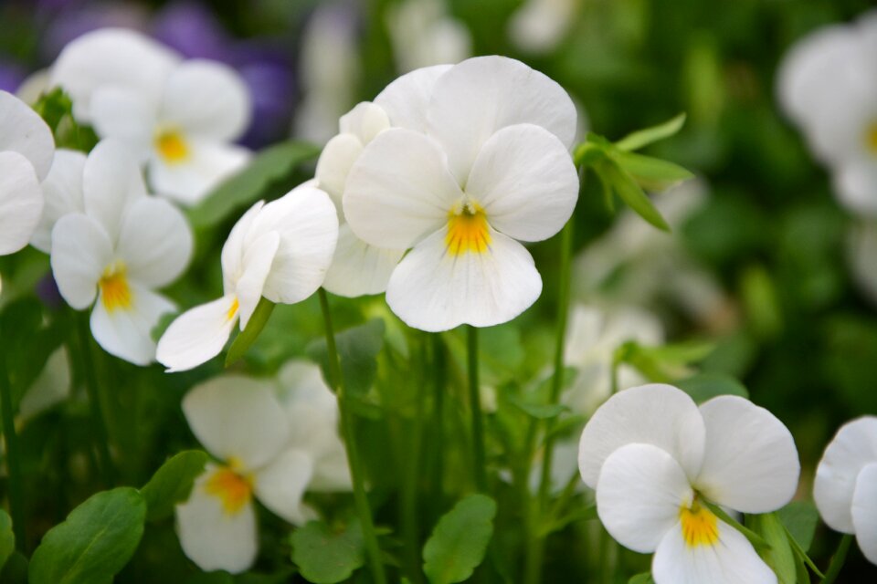 Plant nature garden