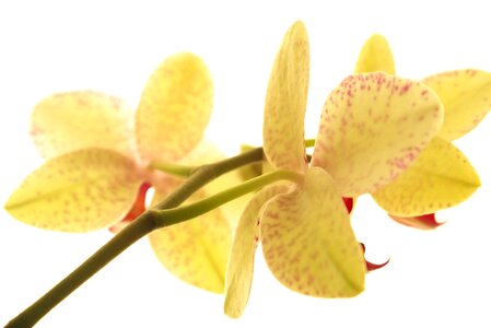 Plant romance bright