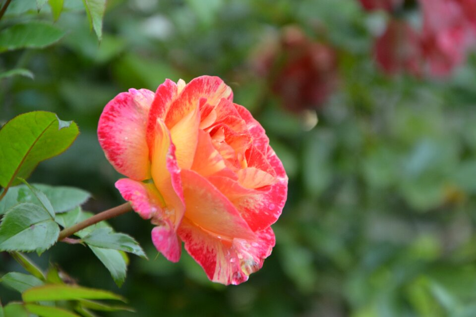 Yellow rose offered tenderness