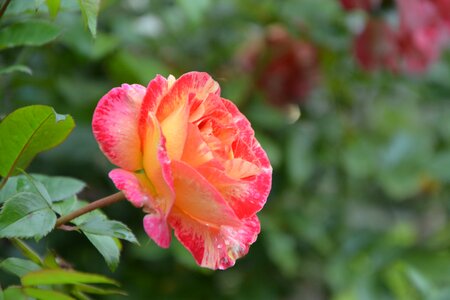 Yellow rose offered tenderness
