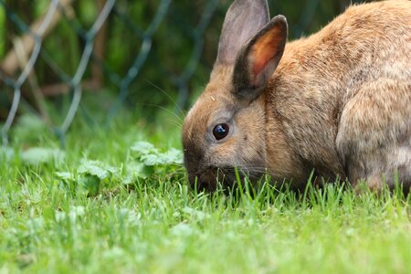 Brown dwarf rabbit cute photo