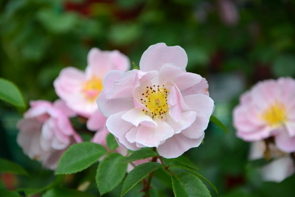 Hatching plant petals