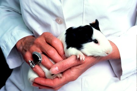Guinea pig (2)