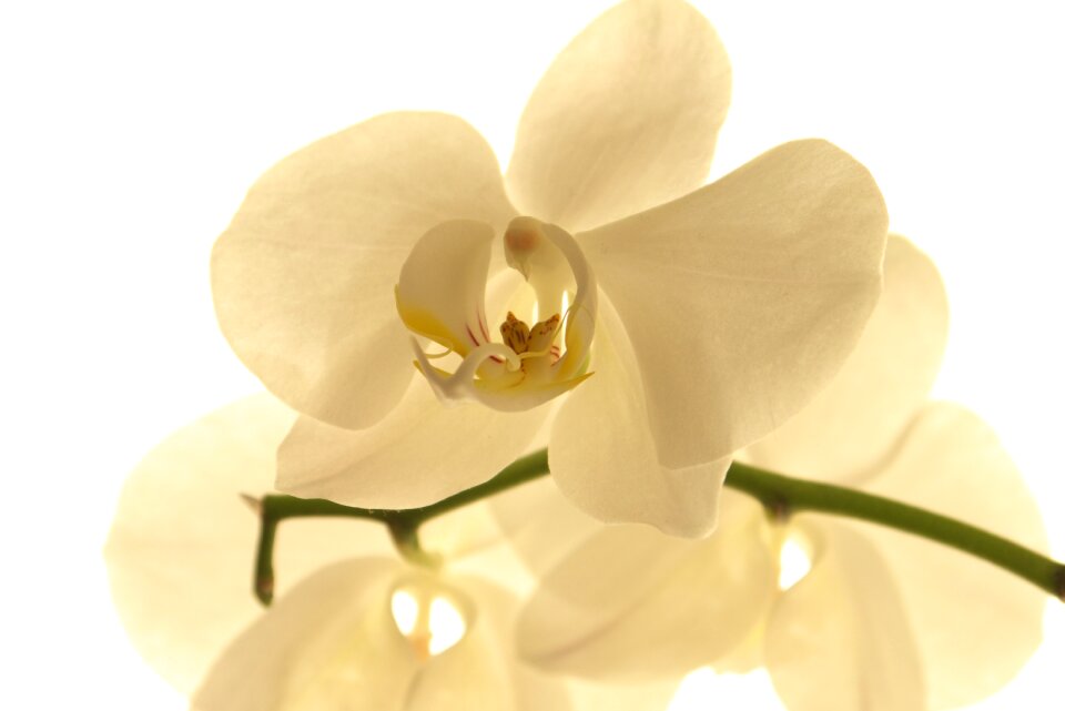 Plant romance bright