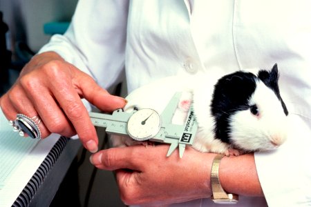 Guinea pig tumor sizing photo