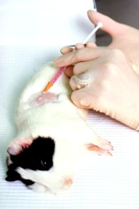 Guinea pig injection photo